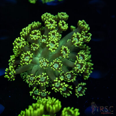 Neon Green Goniopora C08