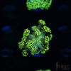 Neon Green Goniopora C09
