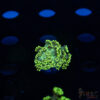Neon Green Goniopora C10