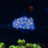 Blue Daisy Goniopora D01