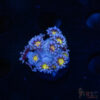 Blue Daisy Goniopora D02 2 TRSC 09152025 GONI D02