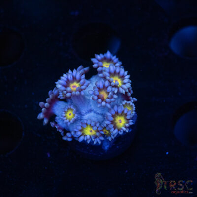 Blue Daisy Goniopora D02