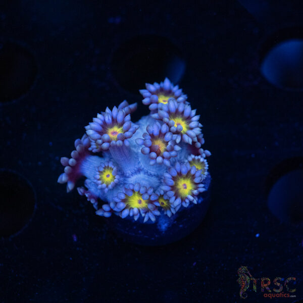 Blue Daisy Goniopora D02