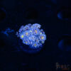 Blue Daisy Goniopora D03 2 TRSC 09152025 GONI D03