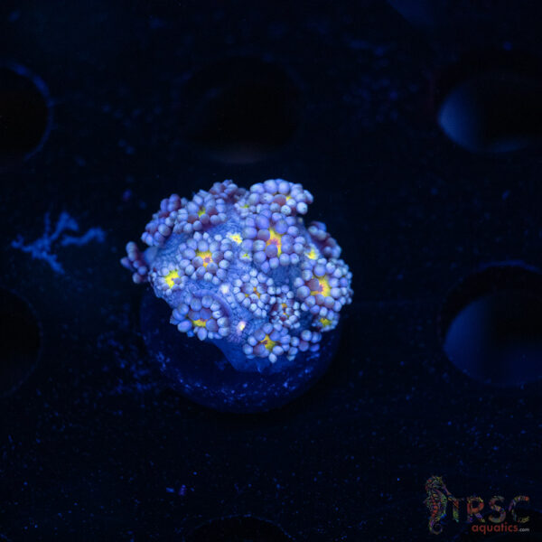 Blue Daisy Goniopora D03