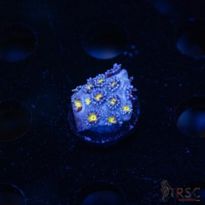 Blue Daisy Goniopora D04