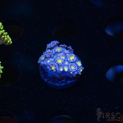 Blue Daisy Goniopora D05