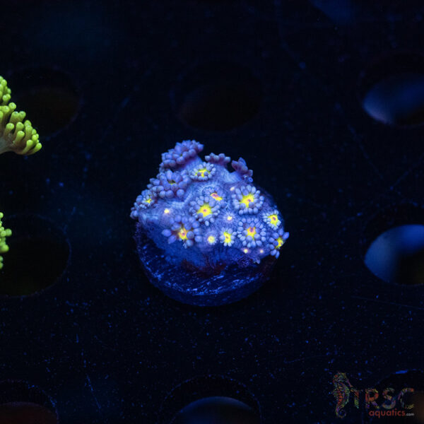 Blue Daisy Goniopora D05