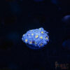 Blue Daisy Goniopora D06