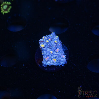 Blue Daisy Goniopora D07