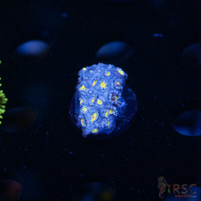Blue Daisy Goniopora D08