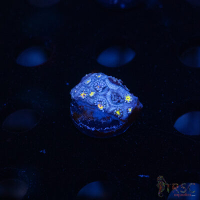 Blue Daisy Goniopora D09