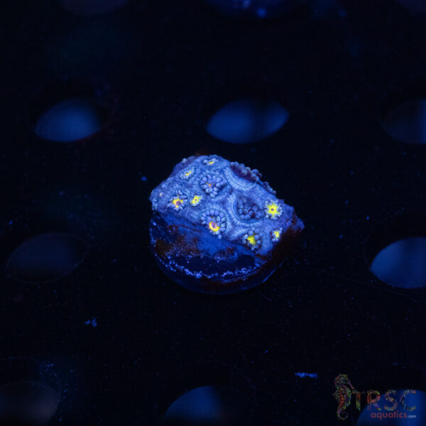 Blue Daisy Goniopora D09