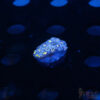 Blue Daisy Goniopora D10 1 TRSC 09152025 GONI D10