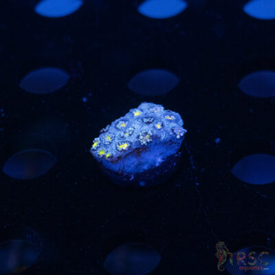 Blue Daisy Goniopora D10