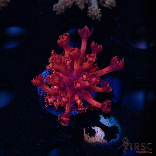 RedRum Goniopora E01