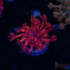 RedRum Goniopora E02