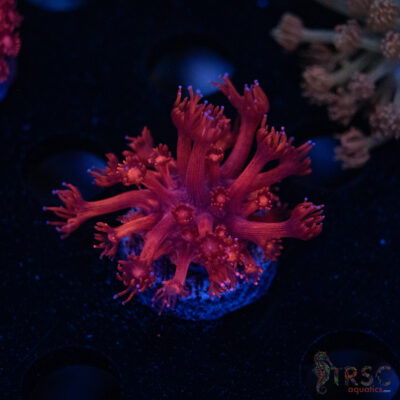 RedRum Goniopora E02