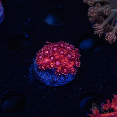 RedRum Goniopora E03