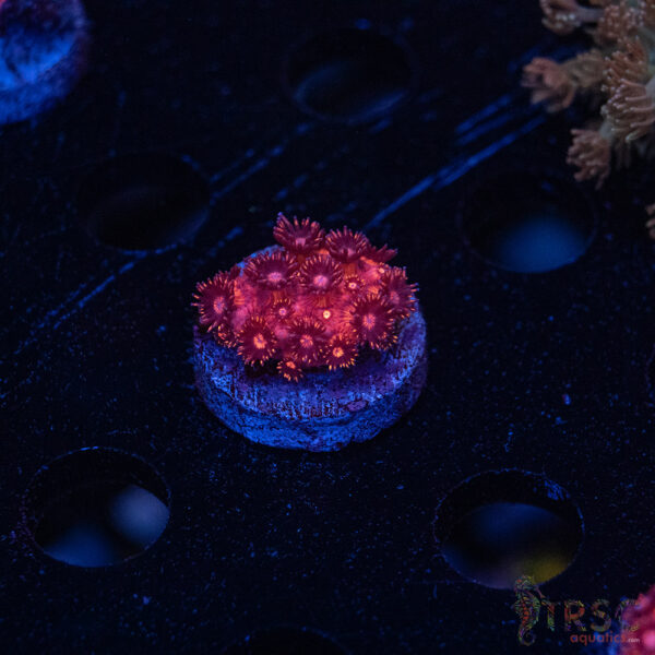 RedRum Goniopora E04