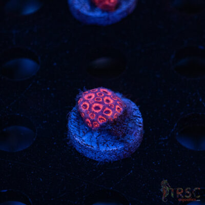 RedRum Goniopora E05