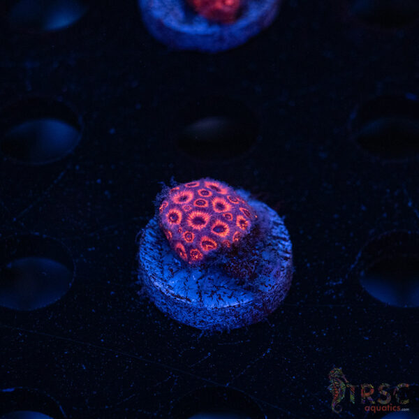 RedRum Goniopora E05