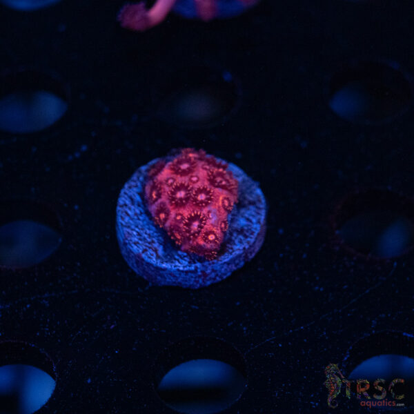 RedRum Goniopora E06
