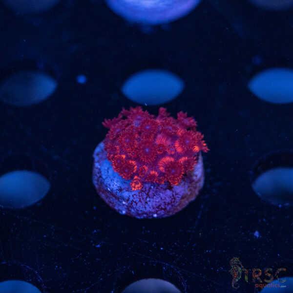 RedRum Goniopora E09