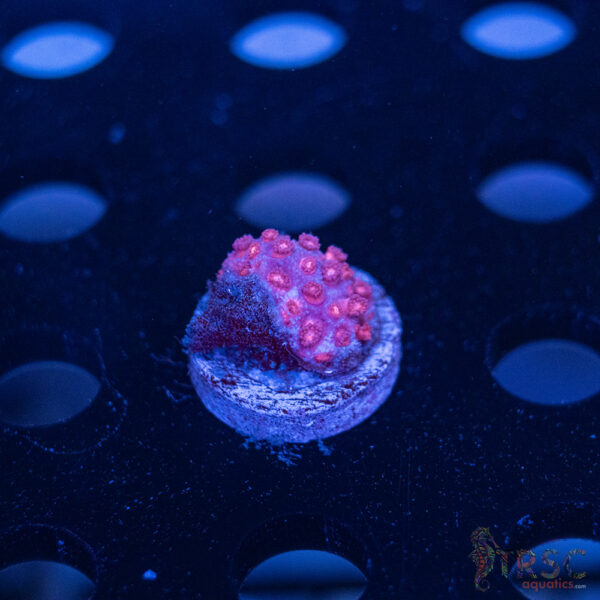 Pinky Bear Goniopora E10