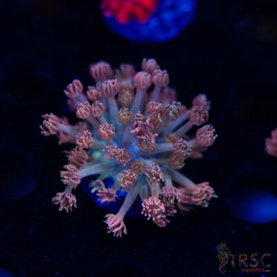 Pink Cotton Candy Goniopora F01