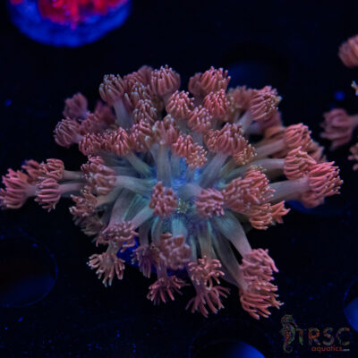 Pink Cotton Candy Goniopora F02