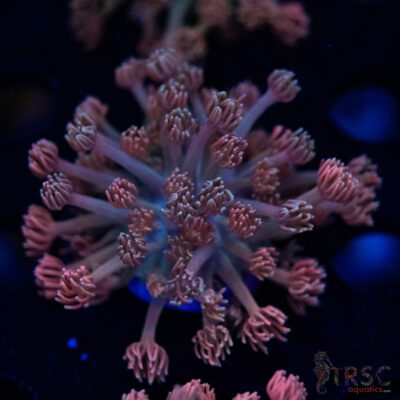 LIVE CORALS FOR SALE LPS, SPS, SOFTIES & DRY GOODS 29 Pink Cotton Candy Goniopora F03