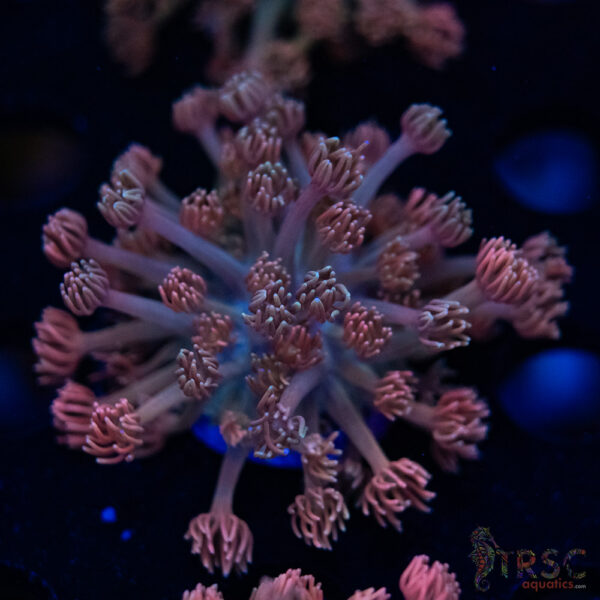 Pink Cotton Candy Goniopora F03