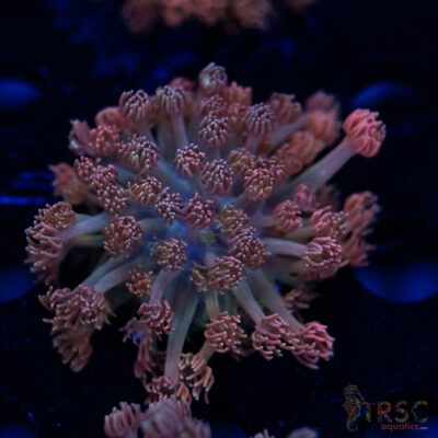 Pink Cotton Candy Goniopora F04