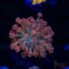 Pink Cotton Candy Goniopora F05 1 TRSC 09152025 GONI F05