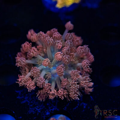 Pink Cotton Candy Goniopora F05