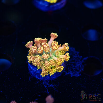 Yellow Brick Road Rainbow  Goniopora E06