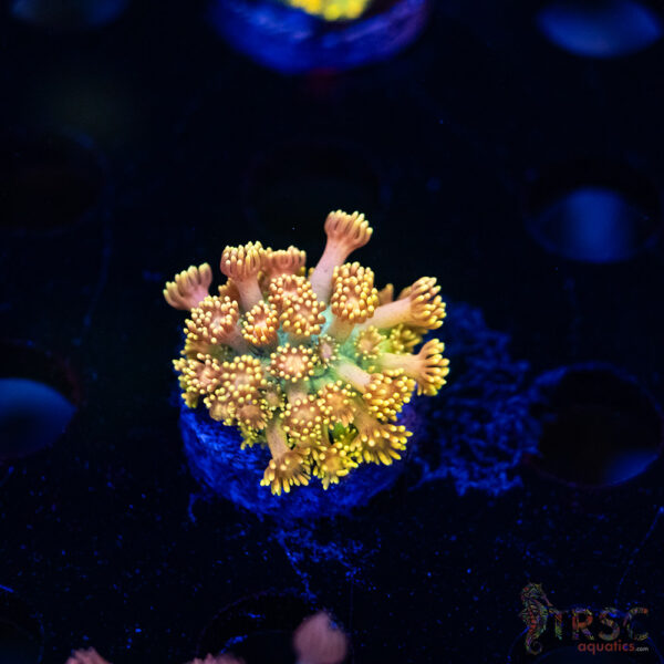 Yellow Brick Road Rainbow  Goniopora E06