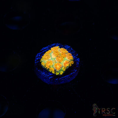 Yellow Brick Road Rainbow  Goniopora E07