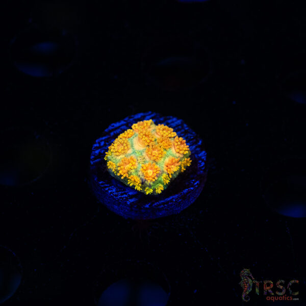 Yellow Brick Road Rainbow  Goniopora E07