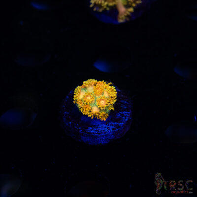 Yellow Brick Road Rainbow  Goniopora E08