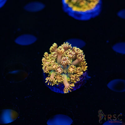 Yellow Brick Road Rainbow  Goniopora E09