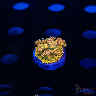 Yellow Brick Road Rainbow  Goniopora E10