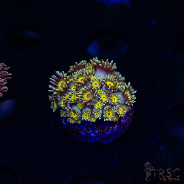 Pushing Daises Goniopora G03
