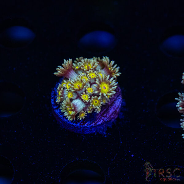 Pushing Daises Goniopora G04