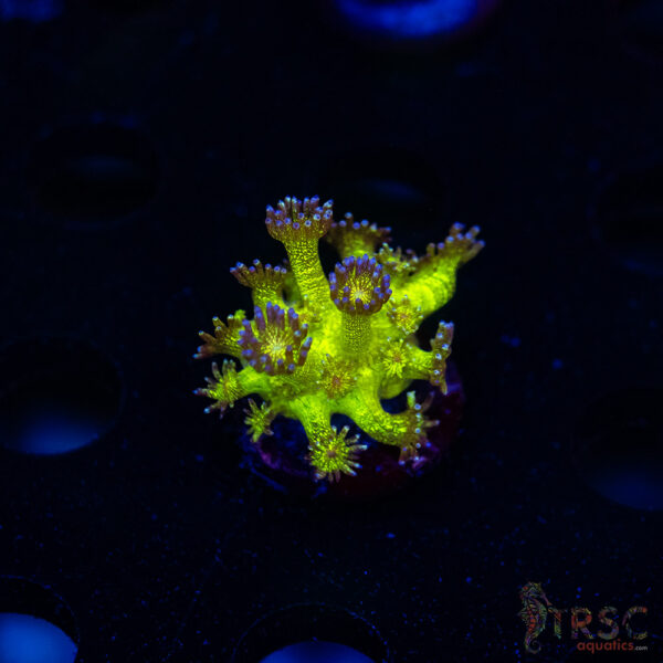 Glitterbomb Goniopora G05