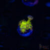 Glitterbomb Goniopora G06 2 TRSC 09152025 GONI G06