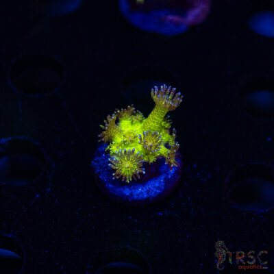 Glitterbomb Goniopora G06