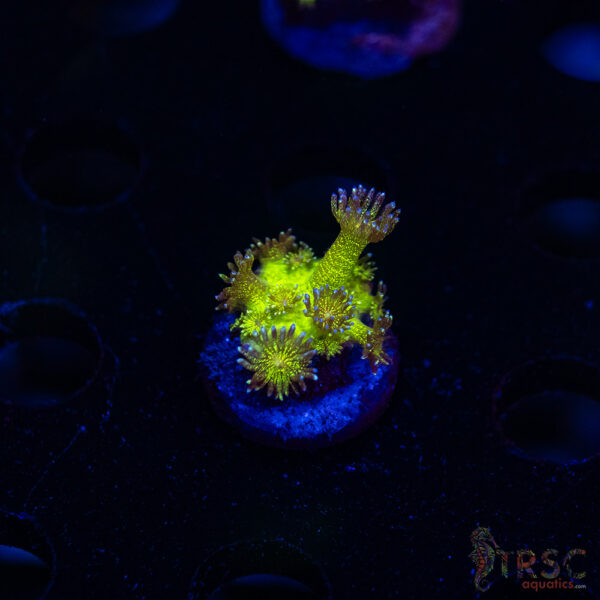 Glitterbomb Goniopora G06