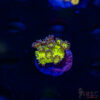 Glitterbomb Goniopora G07 1 TRSC 09152025 GONI G07